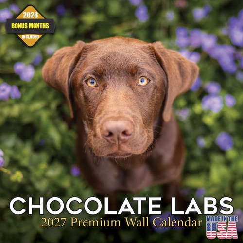 Labrador cioccolato - cioccolato,