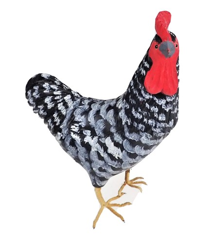Pollo gallo gallina - , cucù