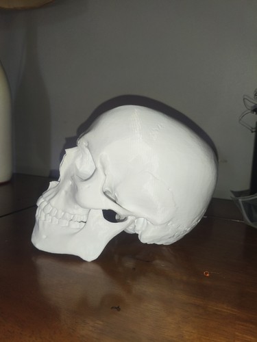 Teschio stampato 3d - ,