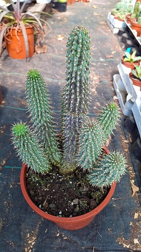 Hoodia gordonii big size