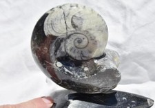 WHOLE Morocco Ammonite