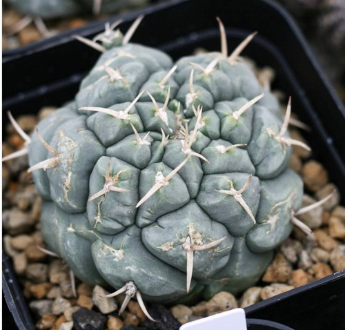 Thelocactus multicephalus 100