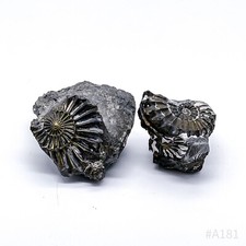 Set Di 2 Fossili Ammonite