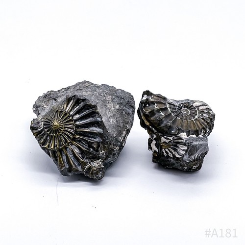 Set fossili ammonite - fossili,