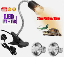 Lampadina rettile lampada