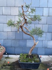 Prebonsai Ginepro Chinensis