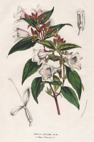 Abelia uniflora abelien - uniflora, fiori