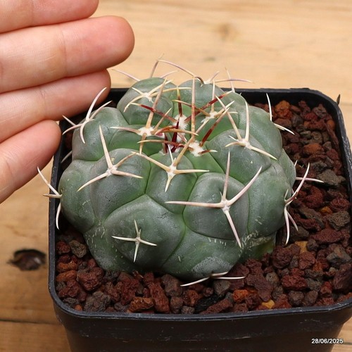 Thelocactus hexaedrophorus