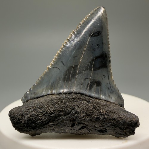 Splendido dente squalo - splendido,