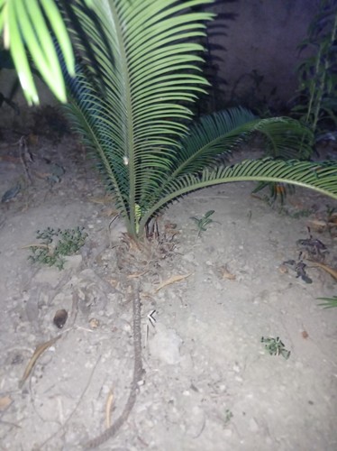 Cycas revoluta - "cycas, revoluta"