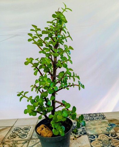 Portulacaria afra offerta - portulacaria,