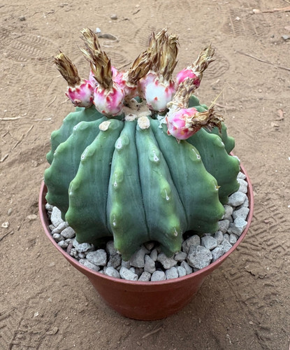 Ferocactus glaucescens inermis - ferocactus,