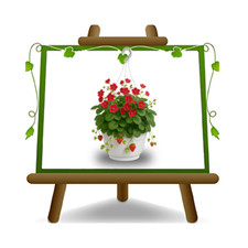 Fragoline di Bosco rifiorenti