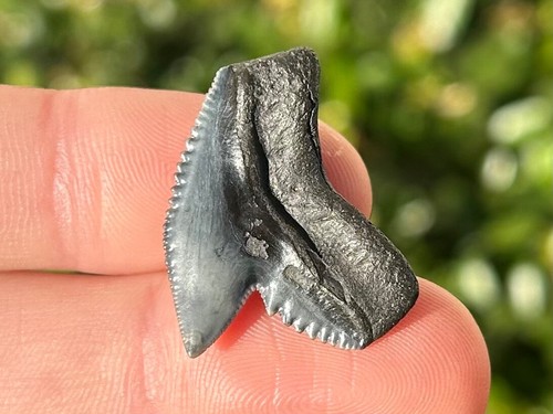 Superbo lee creek fossile - superbo,