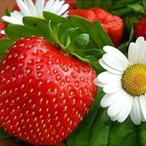 Fragola stagioni pianta - 4,