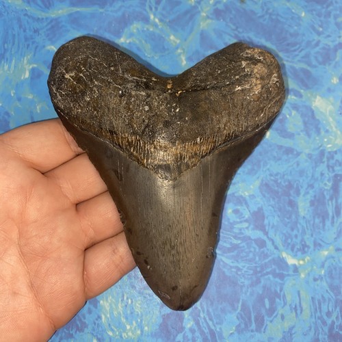 Megalodonte dente squalo - dente, di
