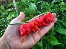 Peperoncini SECCHI:Carolina Reaper Red 30 Frutti.Nb:Chiedi sempre disponobilità
