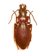 Carabidae CARABINAE Carabus