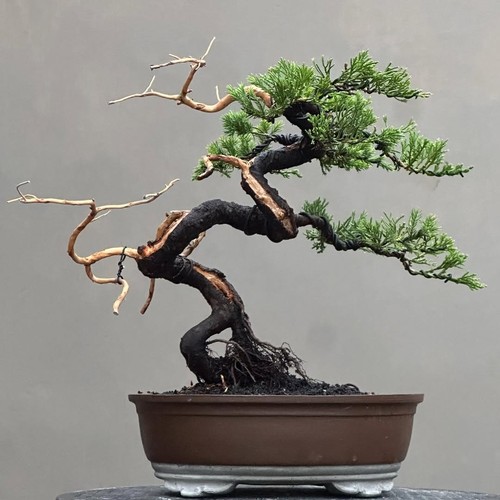 Bonsai albero vivo - di,
