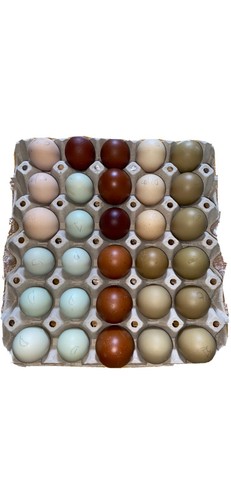 49x uova fertili - , pure
