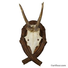 Antico trofeo cervo su targa