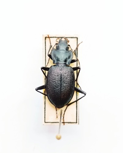 Entomology taxidermy - entomology,