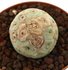 Tephrocactus geometricus CON MARCHI MARRONI - Cactus geometrico | Cactus di carta