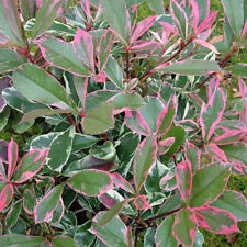 Photinia x fraseri 'Pink Marble' fotinia variegata pianta da siepe