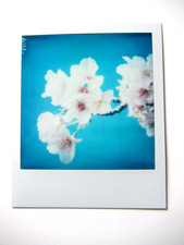 N. ARAKI: POLAROID ORIGINALE