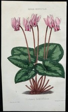 1855 - Ciclamino Napoli -