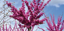 50 SEMI CERCIS SILIQUASTRUM