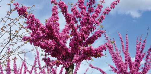 Semi cercis siliquastrum - semi,