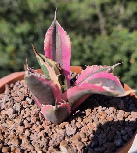 Agave titanota snaggletooth - agave,