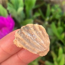 Natural Portuguese Fossil