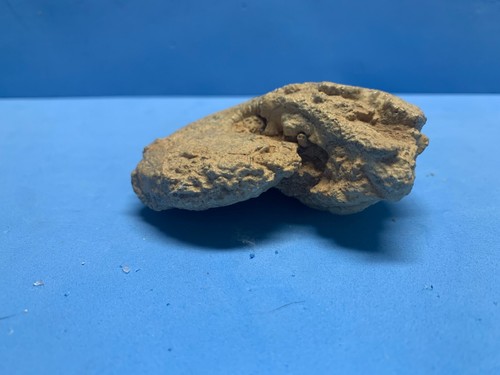 Fossile conchiglia - fossile,