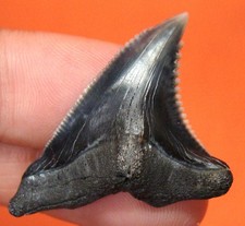 HEMIPRISTIS SHARK TOOTH - REAL