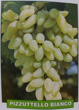 Uva Pizzutello bianco - pianta