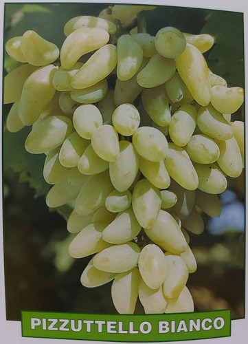 Uva pizzutello bianco pianta - bianco,