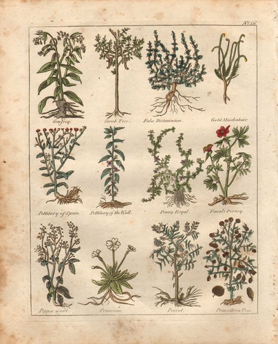 1810 print culpepers - culpepers, herbal