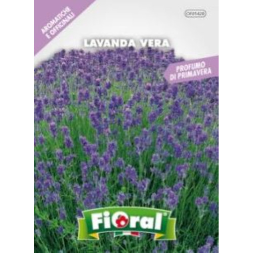 Lavanda vera semi fioral - lavanda,