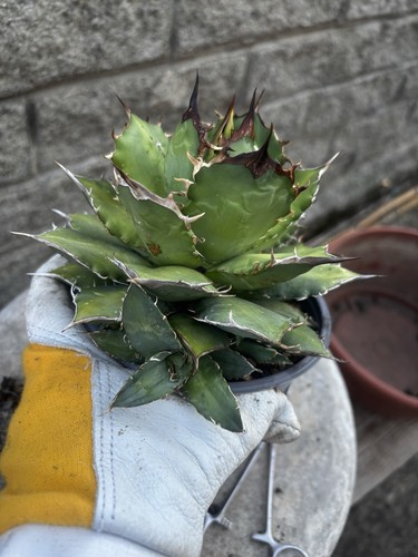 Agave titanota pianta - la,