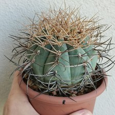 Gymnocalycium Cardenasianum Vaso 13