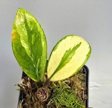 Zamioculcas zamiifolia - zamioculcas,