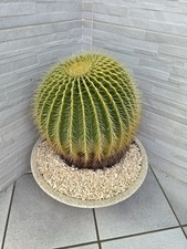 Pianta grassa pregiata Cuscino della suocera