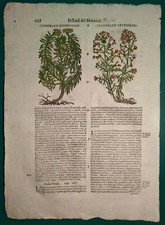 Stampa antica ERBARIO MATTIOLI