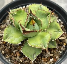 Rare Plant Agave titanota