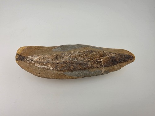 Pesce fossile pietrificato