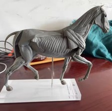 Modellino cavallo anatomico
