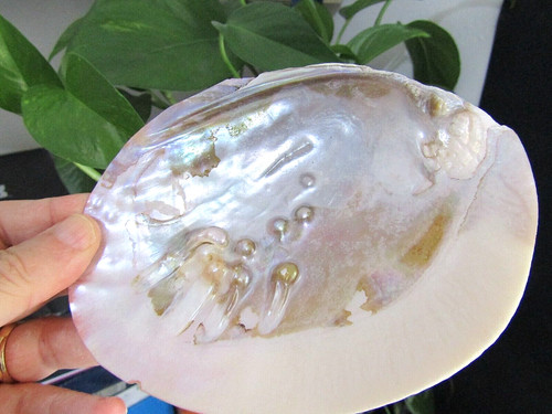 Conchiglia mare madreperla - di,