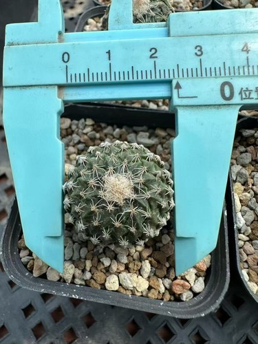 Pelecyphora strobiliformis